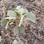 Abutilon pannosum ഇല