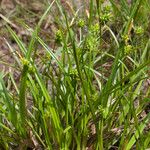 Carex oederi ശീലം