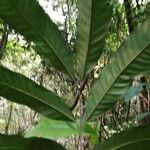 Chytranthus atroviolaceus Leaf