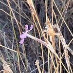 Dianthus lusitanus Flower