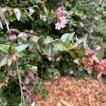 Abelia x grandiflora Leaf