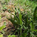 Asplenium scolopendriumFuelha