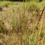 Juncus inflexusBlatt