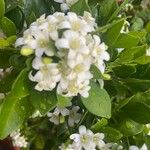 Murraya paniculata Virág