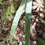 Dypsis concinna Leaf
