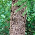 Larix kaempferi Bark