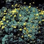 Eriogonum prociduum Hábito