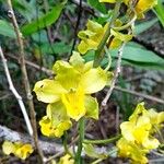Cyrtopodium palmifrons Flor