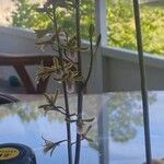 Eulophia graminea Цветок