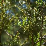 Dacrycarpus dacrydioides Leaf
