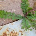 Brassica tournefortii Leaf