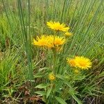 Inula britannica Alkat (teljes növény)