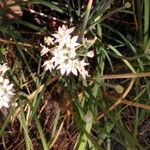 Allium tuberosumFlower