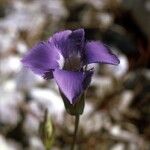 Gentianopsis crinita Blüte