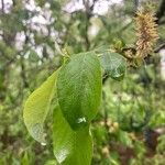 Salix laggeri Feuille