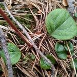 Pyrola chlorantha পাতা