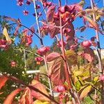 Euonymus latifoliusPlod