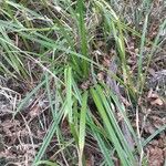 Carex austroalpina Leaf