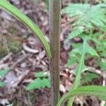 Lactuca biennis Bark