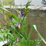 Vicia sepium 花