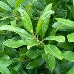 Morella cerifera Hoja