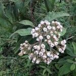 Pluchea carolinensis Çiçek
