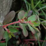 Euphorbia parviflora Hàbitat