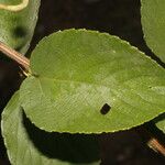 Gouania velutina Leaf