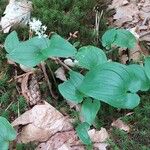 Maianthemum bifoliumBlatt