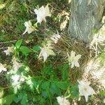 Aquilegia vulgaris Flower