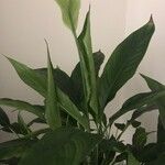 Spathiphyllum wallisii花