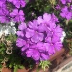 Verbena canadensis Flower