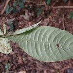 Psychotria schweinfurthii Blatt