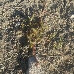 Astragalus sesameus Habit