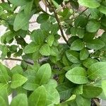 Citrus × aurantiifolia Φύλλο