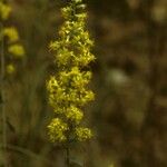 Solidago puberula 花