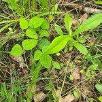 Amphicarpaea bracteata Leaf
