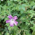 Geranium versicolor Flor