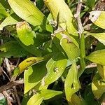 Ruscus hypophyllum Blatt