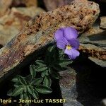 Viola diversifolia موطن