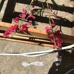Rodriguezia lanceolata Flower