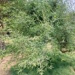 Salvadora persica موطن