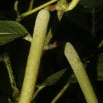 Piper pseudobumbratum Fruit