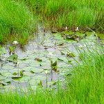 Nymphaea lotus Flor