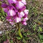 Anacamptis morio Лист