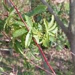 Salix repens Blatt