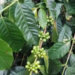 Coffea arabica ഇല