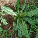 Lactuca virosa Leaf