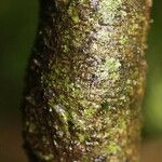 Psychotria platypoda പുറംതൊലി