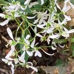 Chamaesyce hypericifolia Flor